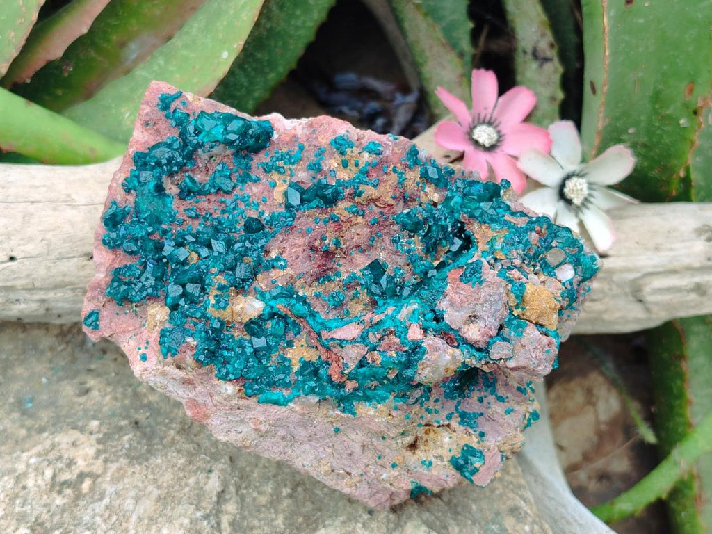 Natural Large Dioptase on Dolomite Specimen x 1 From Likasi, Congo - Toprock Gemstones and Minerals 