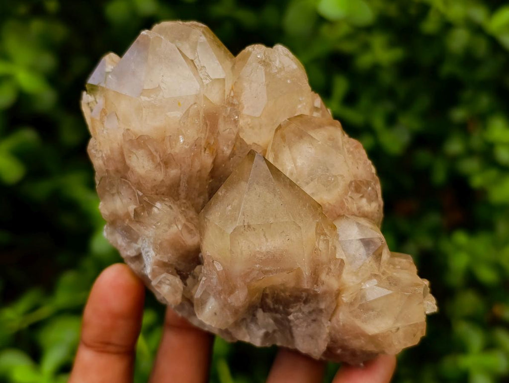 Natural Smokey Phantom Quartz Clusters x 6 From Luena, Congo - Toprock Gemstones and Minerals 