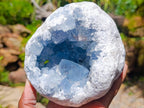 Natural Large Blue Celestite Geode Specimen x 1 From Sakoany, Madagascar - Toprock Gemstones and Minerals 
