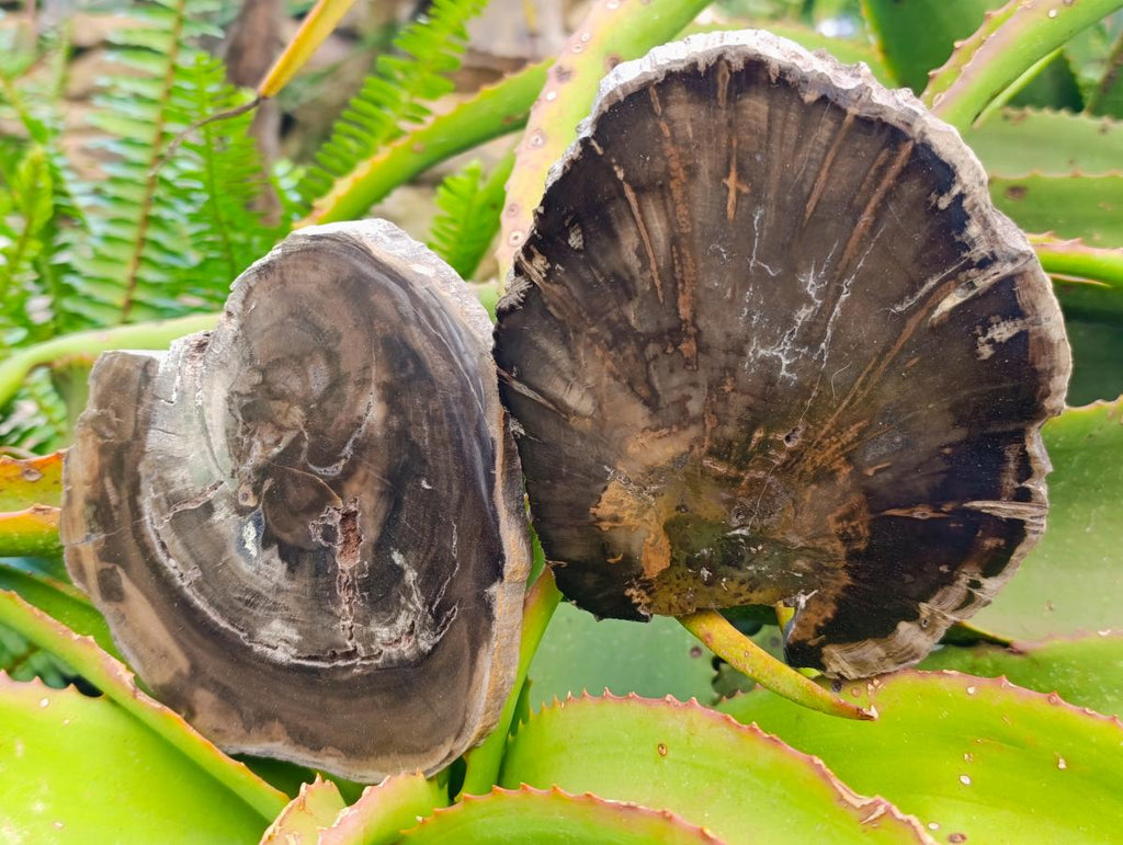 Polished Dadoxylon Petrified Wood Slices x 6 From Gokwe, Zimbabwe