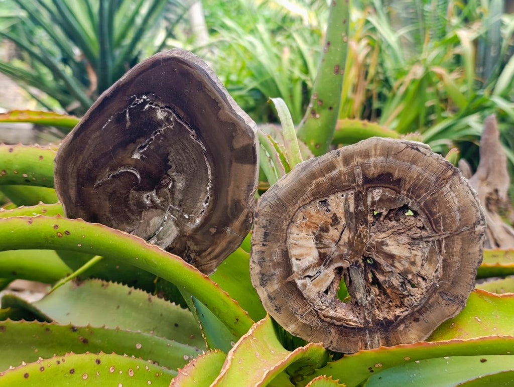 Polished Dadoxylon Petrified Wood Slices x 6 From Gokwe, Zimbabwe