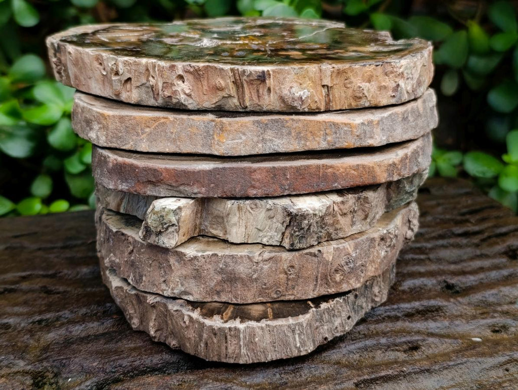 Polished Dadoxylon Petrified Wood Slices x 6 From Gokwe, Zimbabwe