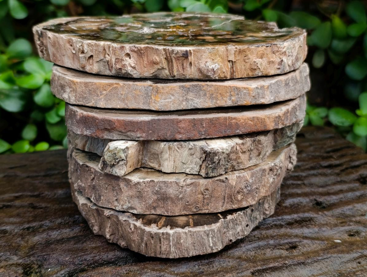 Polished Dadoxylon Petrified Wood Slices x 6 From Gokwe, Zimbabwe
