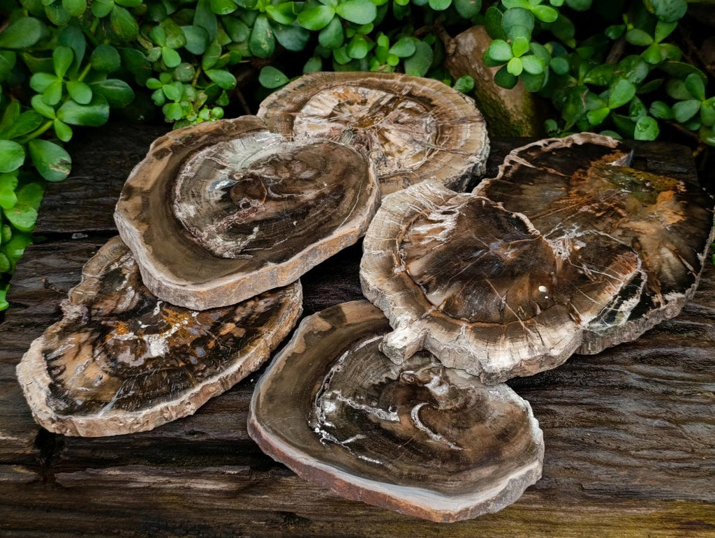 Polished Dadoxylon Petrified Wood Slices x 6 From Gokwe, Zimbabwe
