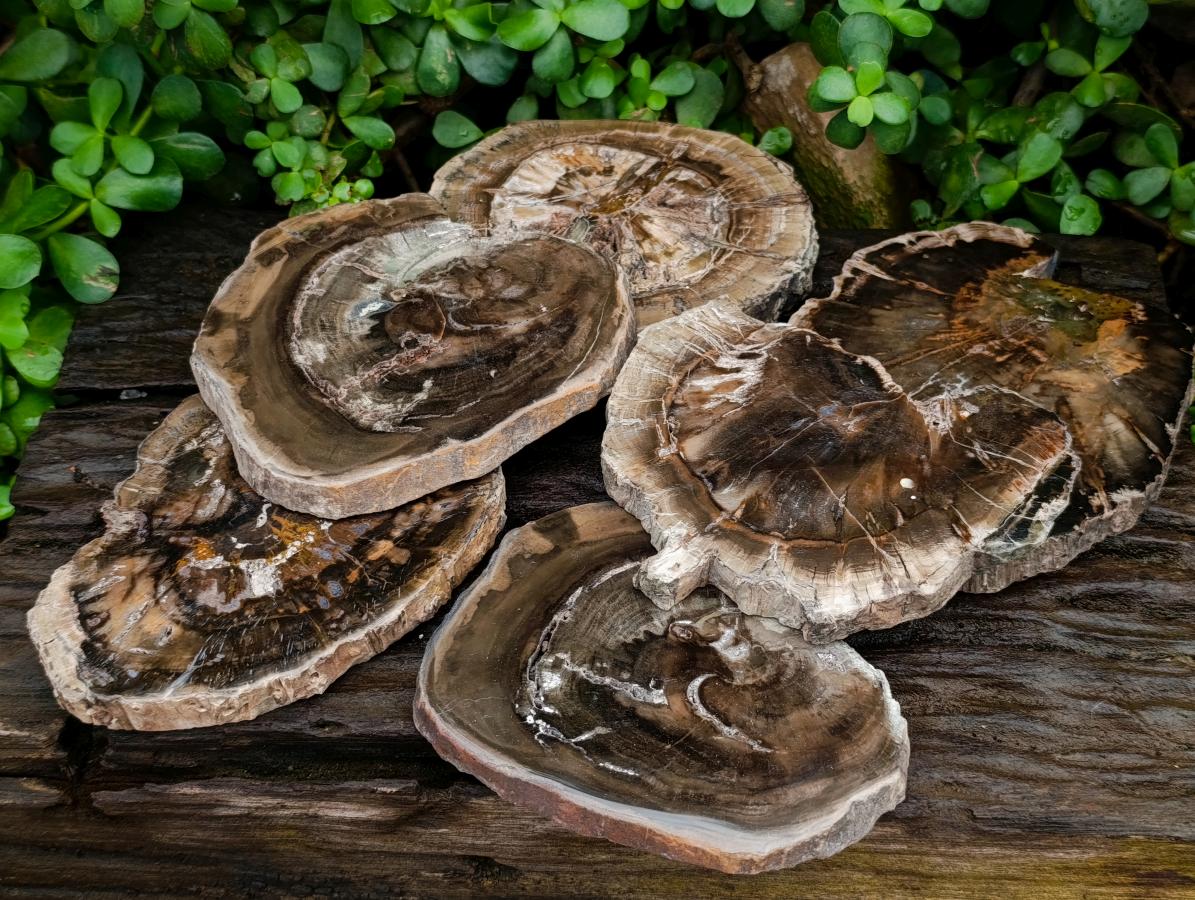 Polished Dadoxylon Petrified Wood Slices x 6 From Gokwe, Zimbabwe