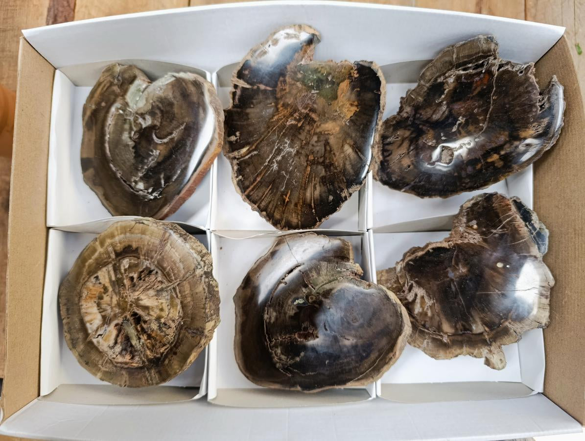 Polished Dadoxylon Petrified Wood Slices x 6 From Gokwe, Zimbabwe