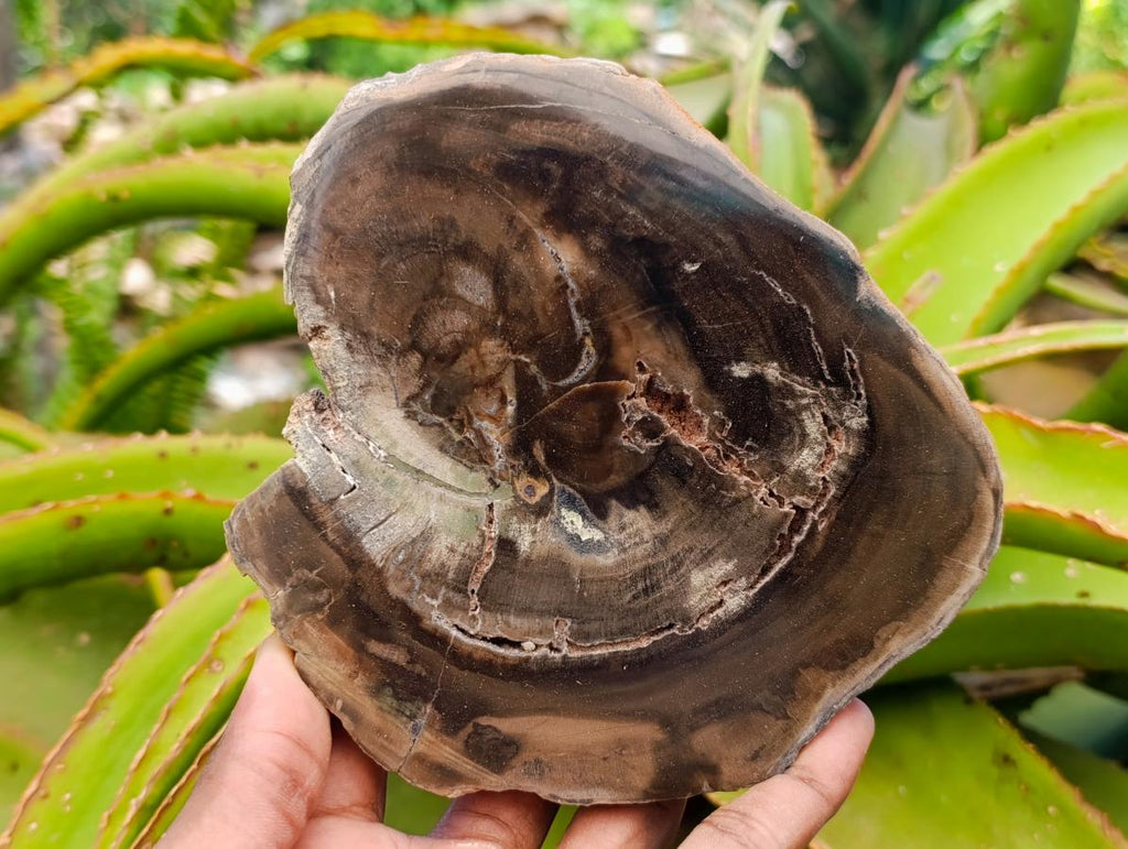 Polished Dadoxylon Petrified Wood Slices x 6 From Gokwe, Zimbabwe