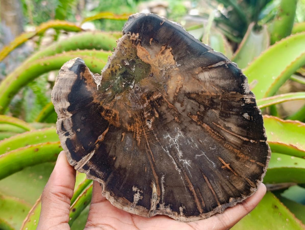 Polished Dadoxylon Petrified Wood Slices x 6 From Gokwe, Zimbabwe