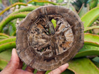 Polished Dadoxylon Petrified Wood Slices x 6 From Gokwe, Zimbabwe