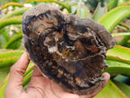 Polished Dadoxylon Petrified Wood Slices x 6 From Gokwe, Zimbabwe