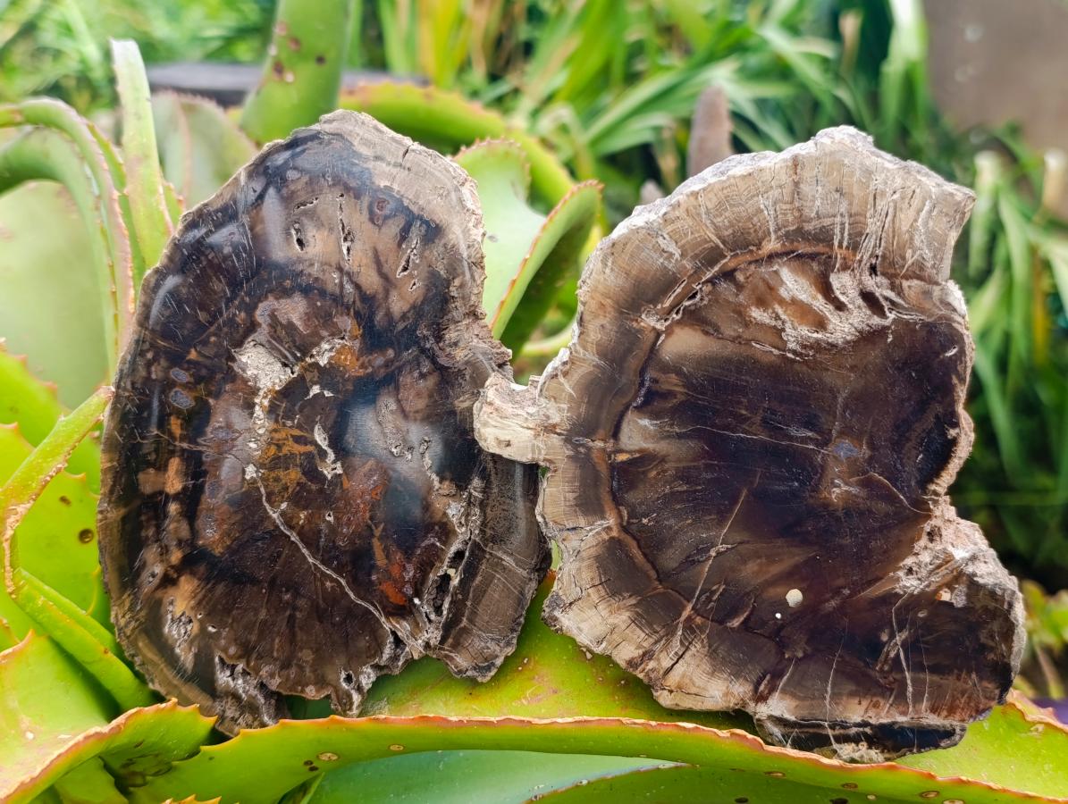 Polished Dadoxylon Petrified Wood Slices x 6 From Gokwe, Zimbabwe