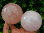 Polished Gemmy Star Rose Quartz Spheres x 4 From Madagascar