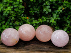 Polished Gemmy Star Rose Quartz Spheres x 4 From Madagascar