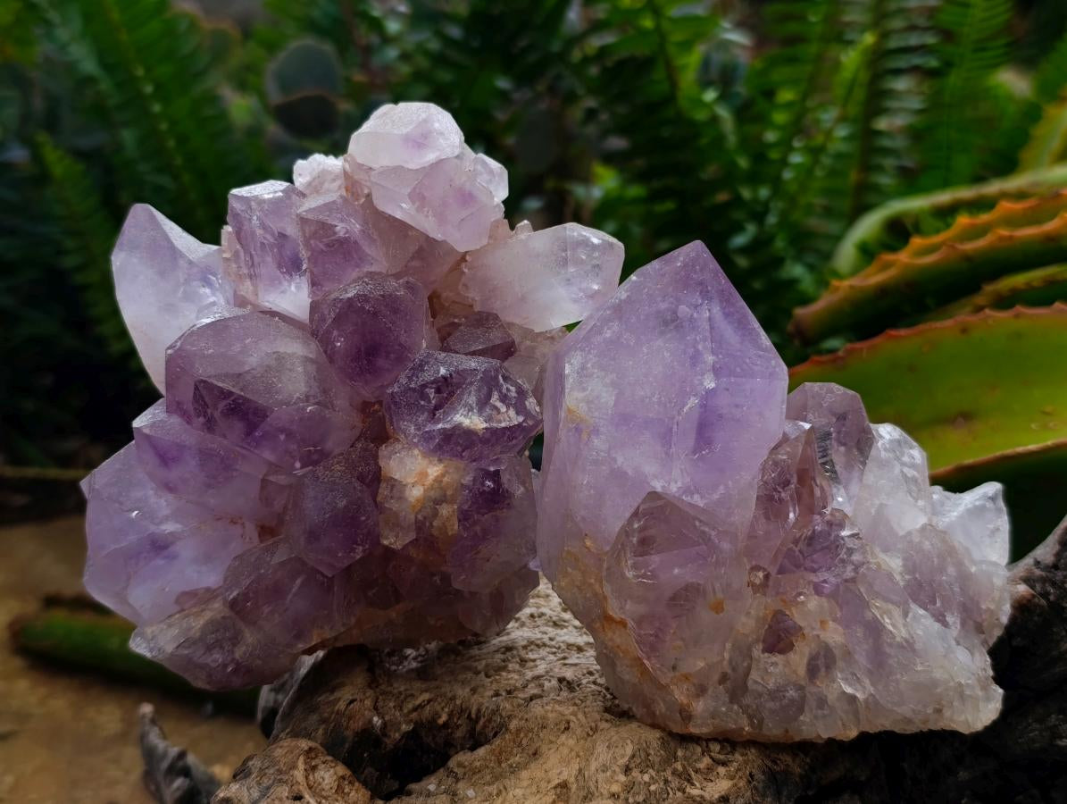 Natural Jacaranda Amethyst Clusters x 4 From Mumbwa, Zambia