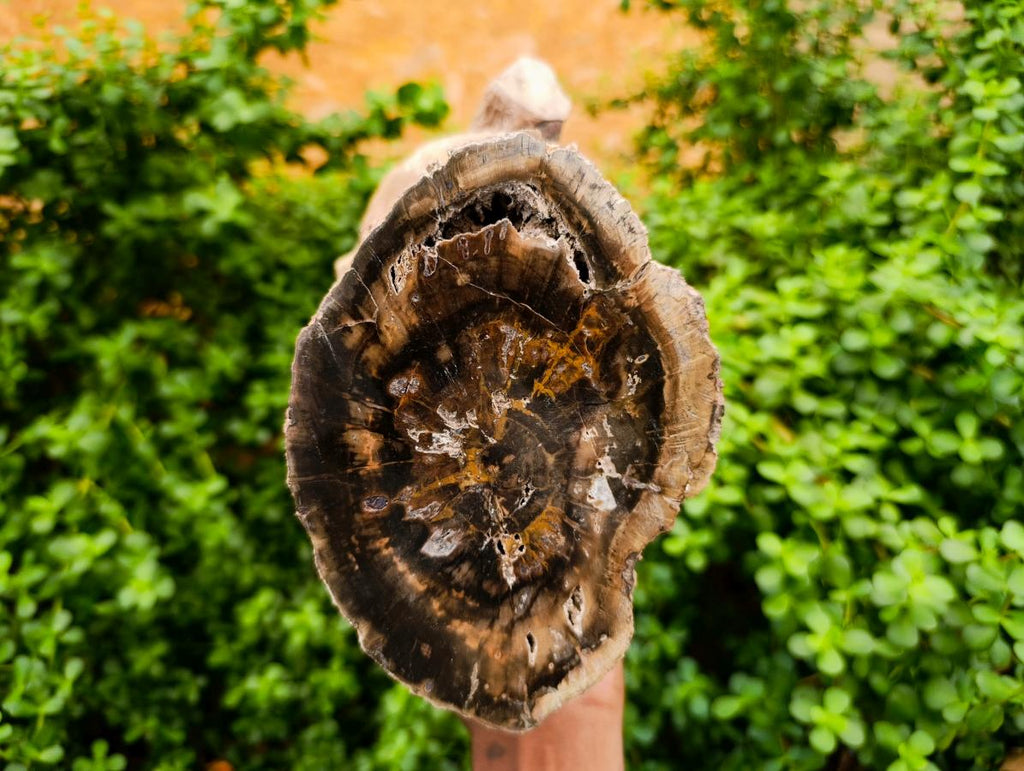 Polished On One Side XL Dadoxylon Petrified Wood Tree Trunk x 1 From Gokwe, Zimbabwe