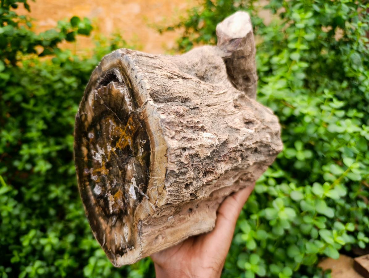 Polished On One Side XL Dadoxylon Petrified Wood Tree Trunk x 1 From Gokwe, Zimbabwe