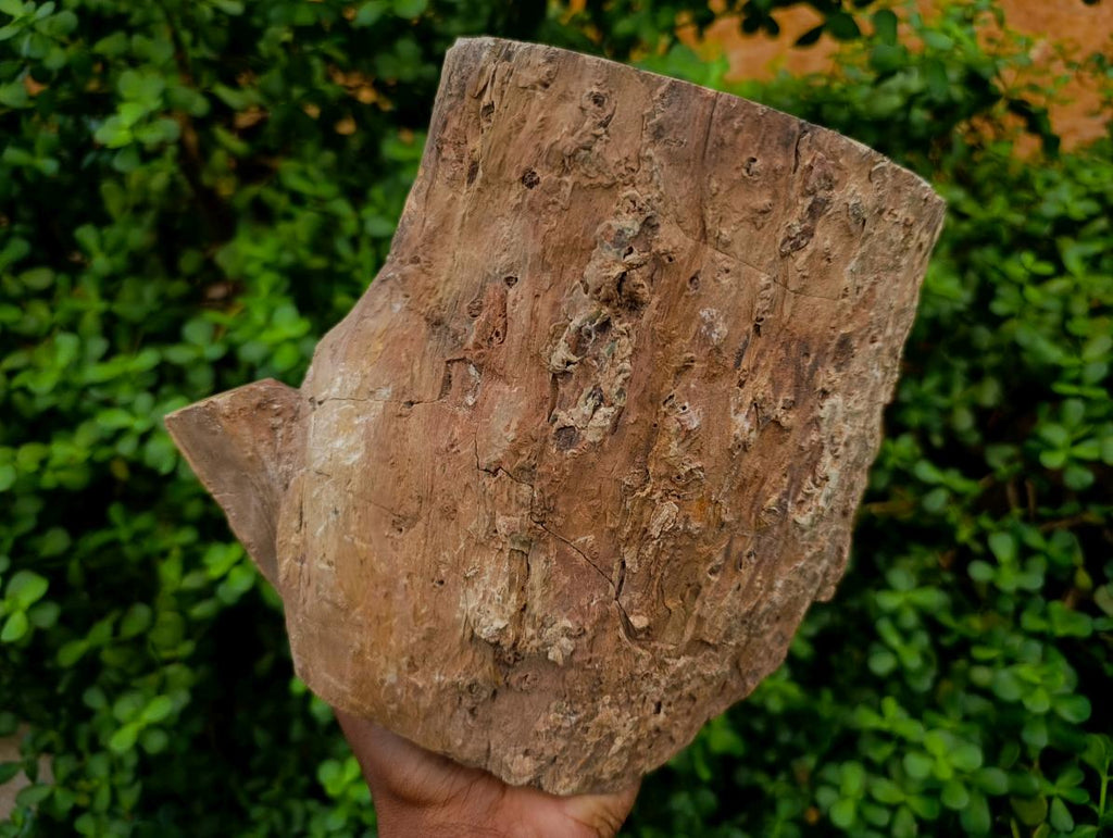 Polished On One Side XL Dadoxylon Petrified Wood Tree Trunk x 1 From Gokwe, Zimbabwe
