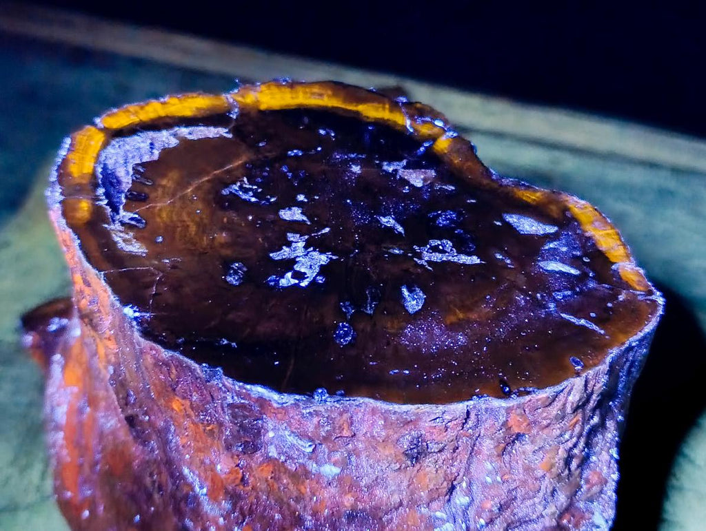 Polished On One Side XL Dadoxylon Petrified Wood Tree Trunk x 1 From Gokwe, Zimbabwe