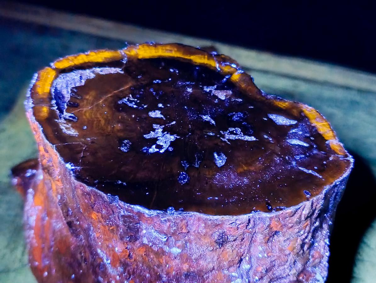 Polished On One Side XL Dadoxylon Petrified Wood Tree Trunk x 1 From Gokwe, Zimbabwe