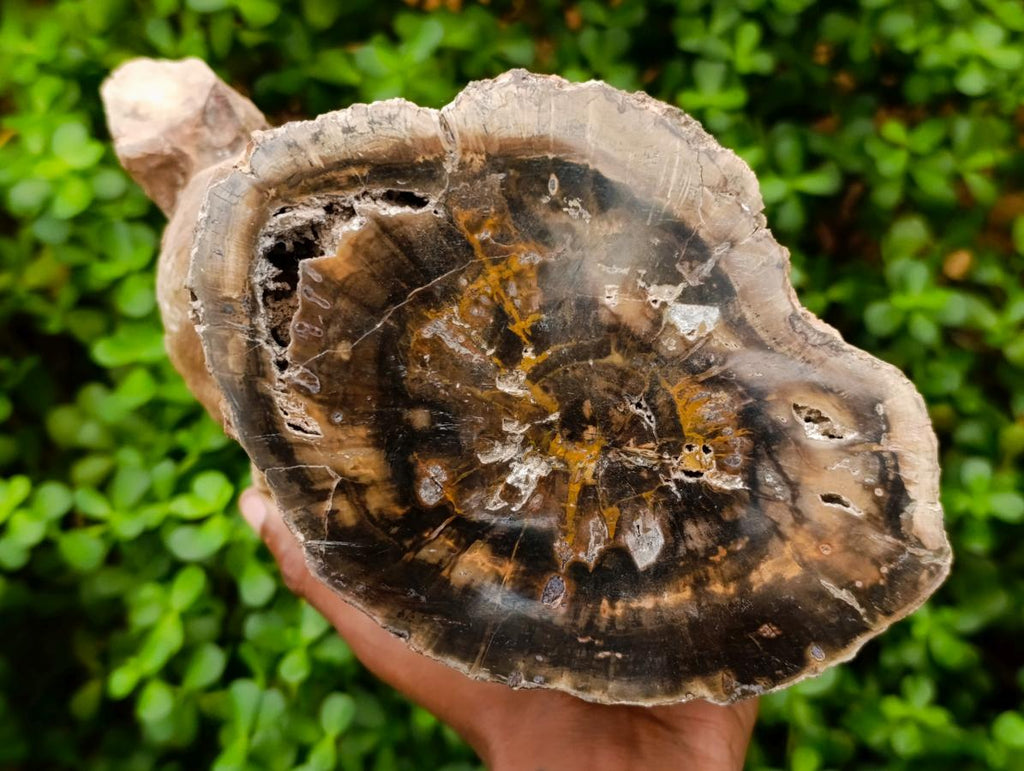 Polished On One Side XL Dadoxylon Petrified Wood Tree Trunk x 1 From Gokwe, Zimbabwe