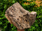 Polished On One Side XL Dadoxylon Petrified Wood Tree Trunk x 1 From Gokwe, Zimbabwe