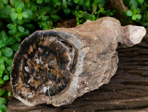 Polished On One Side XL Dadoxylon Petrified Wood Tree Trunk x 1 From Gokwe, Zimbabwe