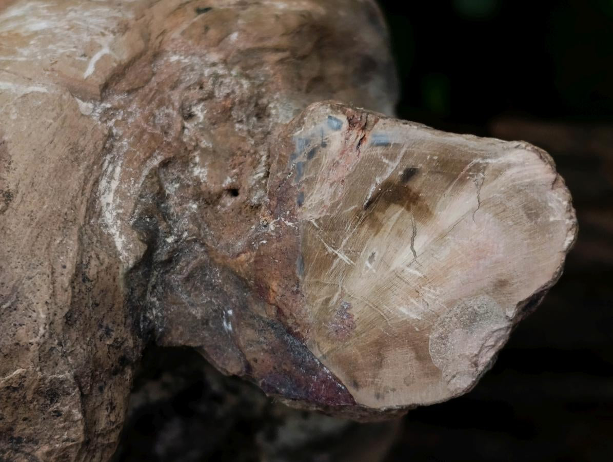 Polished On One Side XL Dadoxylon Petrified Wood Tree Trunk x 1 From Gokwe, Zimbabwe