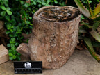 Polished On One Side XL Dadoxylon Petrified Wood Tree Trunk x 1 From Gokwe, Zimbabwe