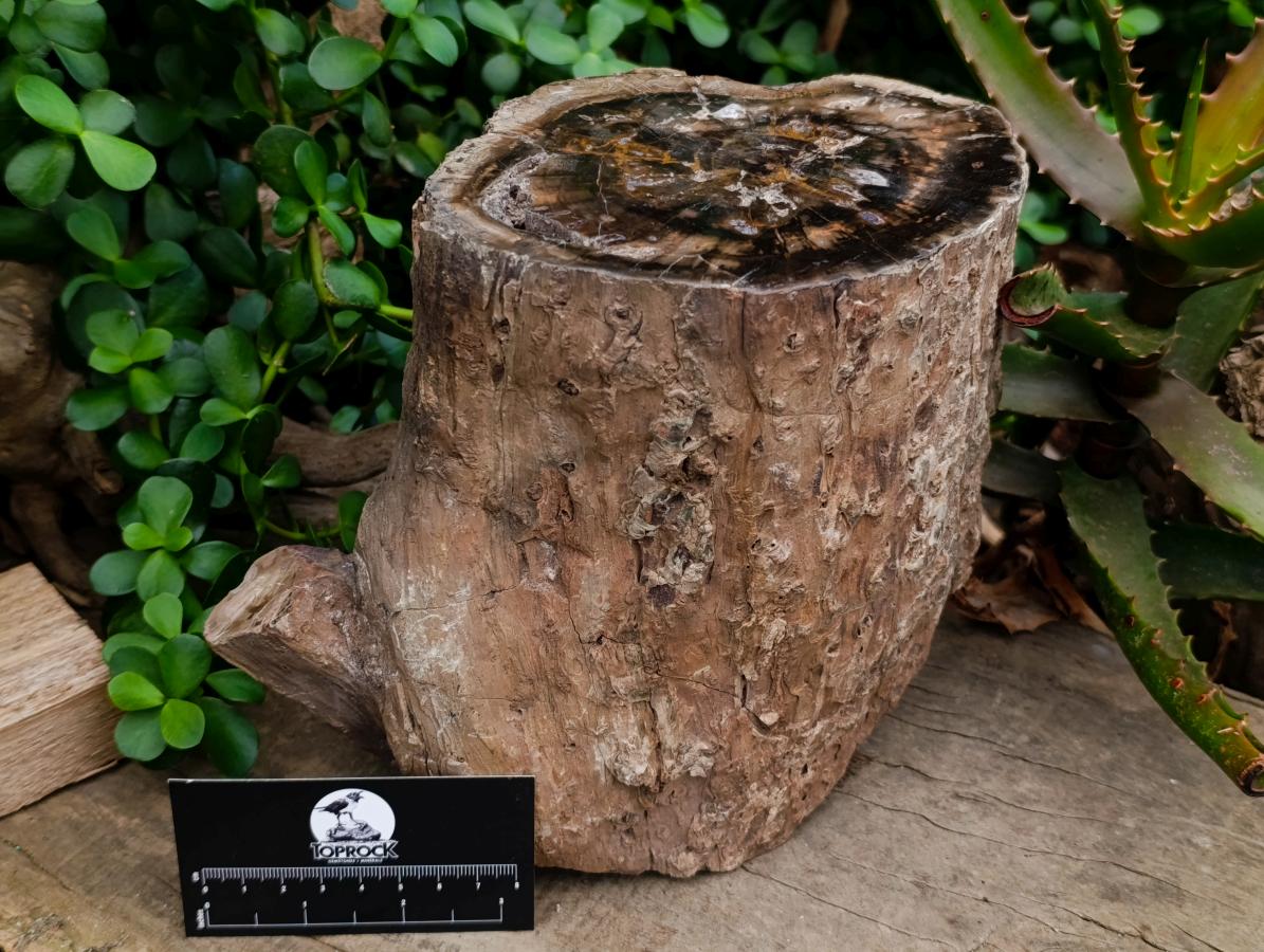 Polished On One Side XL Dadoxylon Petrified Wood Tree Trunk x 1 From Gokwe, Zimbabwe