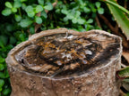 Polished On One Side XL Dadoxylon Petrified Wood Tree Trunk x 1 From Gokwe, Zimbabwe