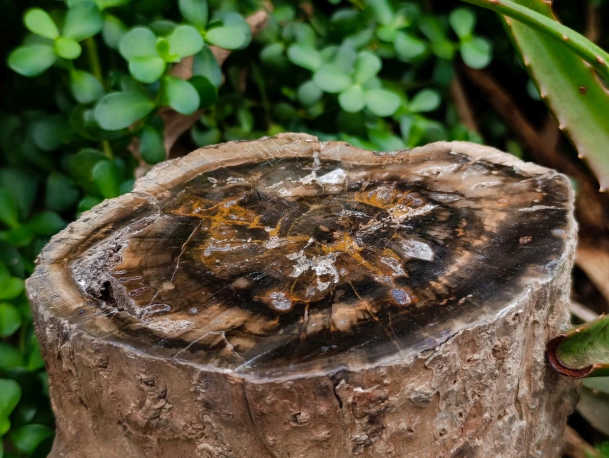 Polished On One Side XL Dadoxylon Petrified Wood Tree Trunk x 1 From Gokwe, Zimbabwe