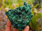 Natural Silky Malachite Specimens x 6 From Kasompe, Congo