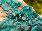 Natural Large Dioptase on Peach Dolomite Specimen x 1 From Tantara, Congo - Toprock Gemstones and Minerals 