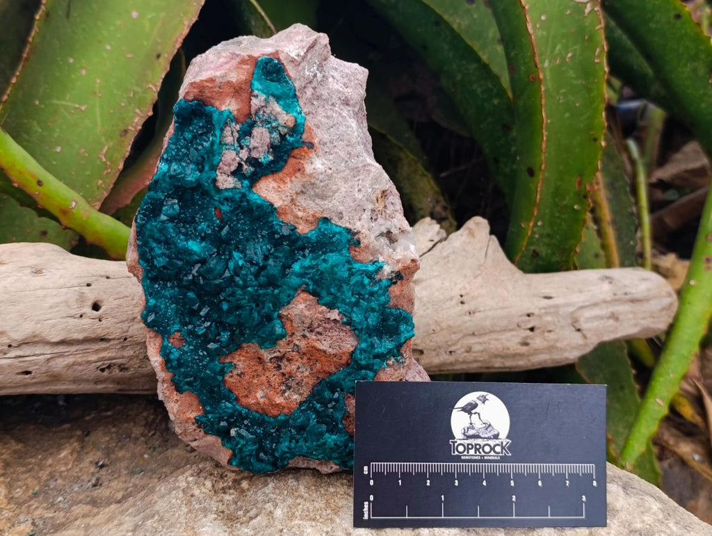 Natural Large Dioptase on Peach Dolomite Specimen x 1 From Tantara, Congo - Toprock Gemstones and Minerals 