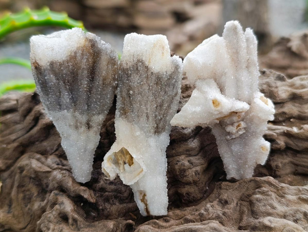 Natural Drusy Coated Calcite Pseudomorph Crystals and Clusters x 24 From Albert's Mountain, Lesotho