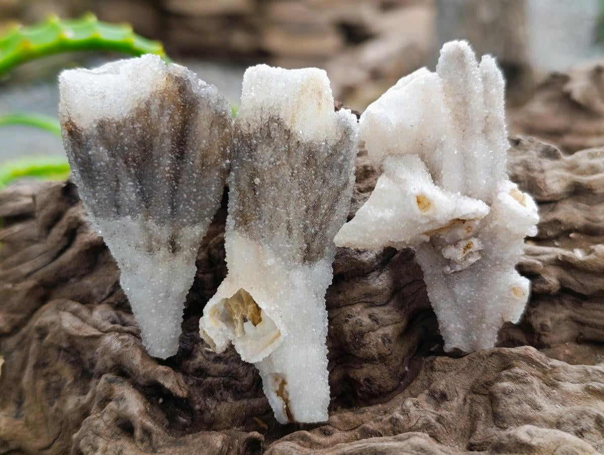 Natural Drusy Coated Calcite Pseudomorph Crystals and Clusters x 24 From Albert's Mountain, Lesotho