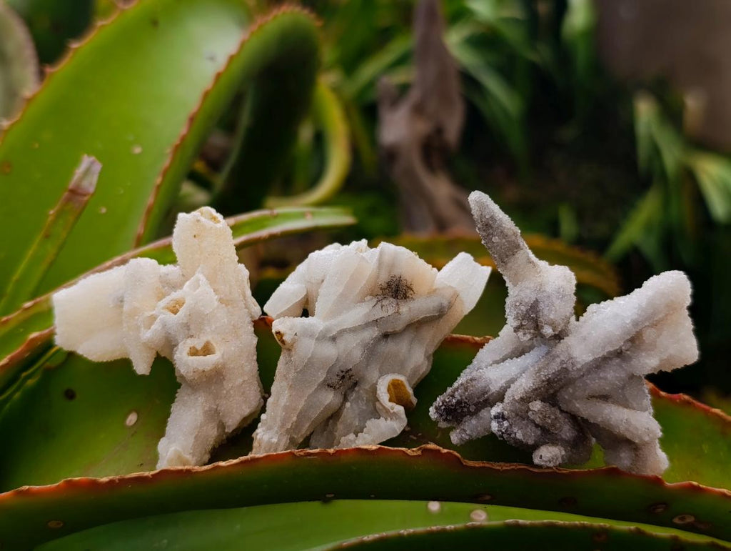 Natural Drusy Coated Calcite Pseudomorph Crystals and Clusters x 24 From Albert's Mountain, Lesotho