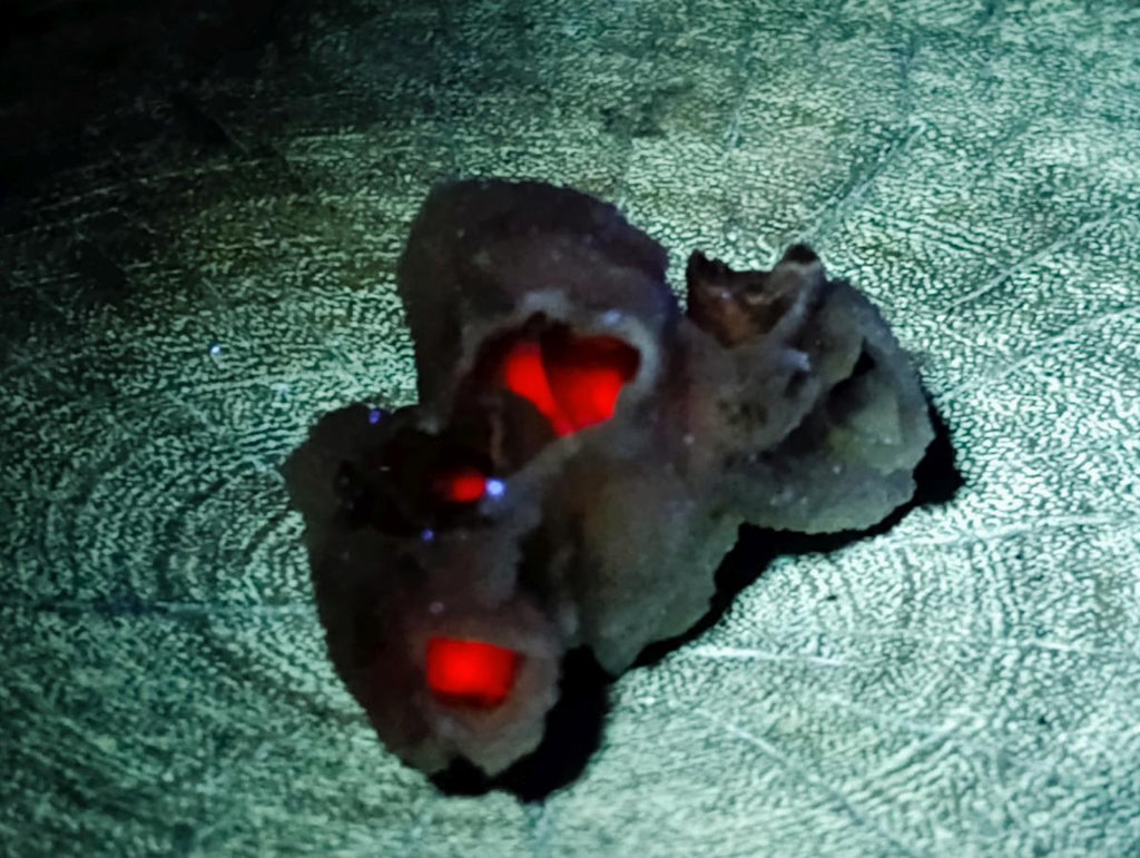 Natural Drusy Coated Calcite Pseudomorph Crystals and Clusters x 24 From Albert's Mountain, Lesotho