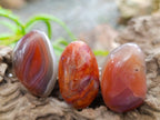 Polished Small Red Shashe River Agate Galet Free Forms x 70 From Shashe River, Zimbabwe - Toprock Gemstones and Minerals 