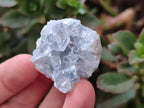 Natural Blue Mini Celestite Cluster Specimens x 35 From Sakoany, Madagascar