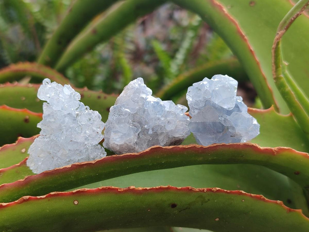 Natural Blue Mini Celestite Cluster Specimens x 35 From Sakoany, Madagascar