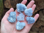 Natural Blue Mini Celestite Cluster Specimens x 35 From Sakoany, Madagascar