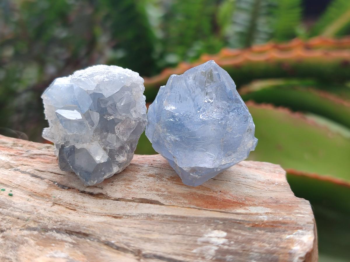 Natural Blue Mini Celestite Cluster Specimens x 35 From Sakoany, Madagascar