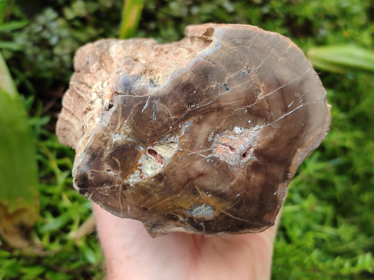 Polished One Side Large Dadoxylon Petrified Wood Tree Stump x 1 From Gokwe, Zimbabwe