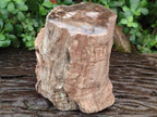 Polished One Side Large Dadoxylon Petrified Wood Tree Stump x 1 From Gokwe, Zimbabwe