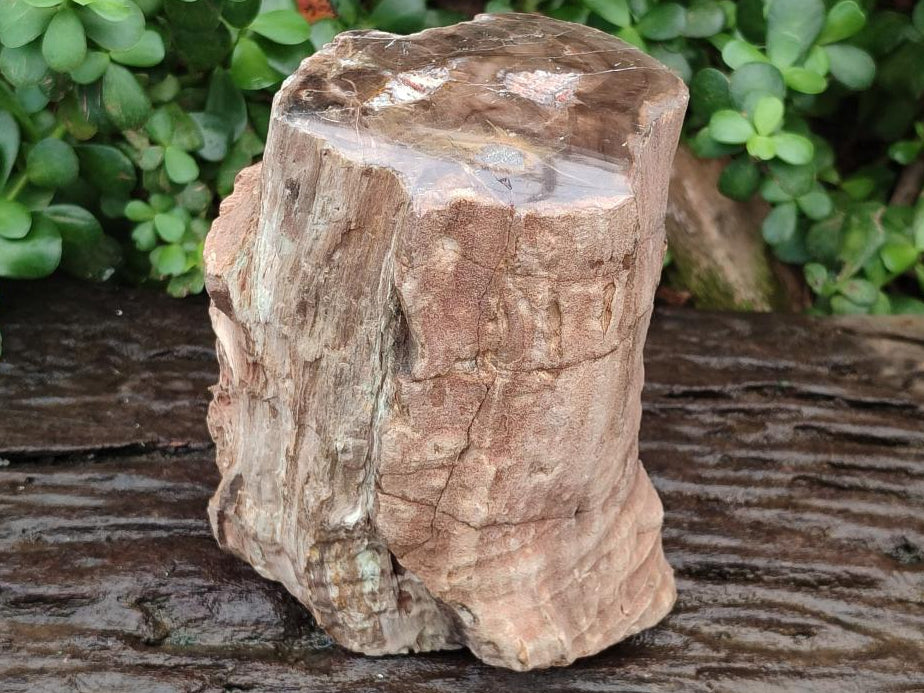 Polished One Side Large Dadoxylon Petrified Wood Tree Stump x 1 From Gokwe, Zimbabwe