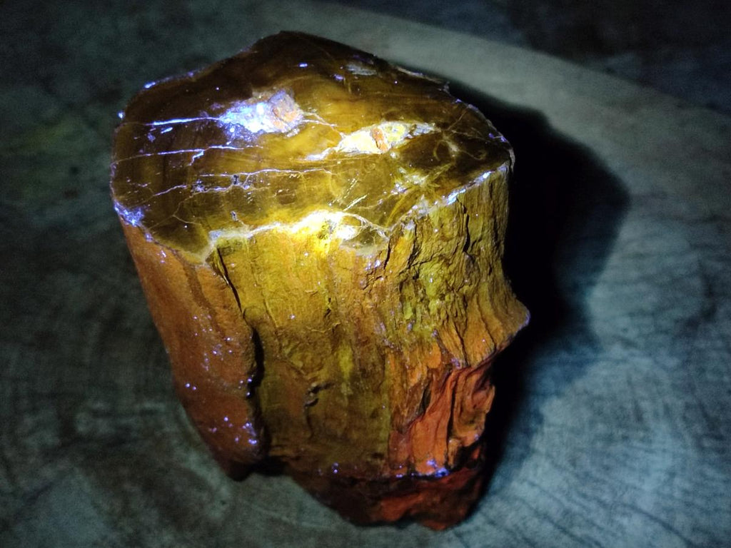Polished One Side Large Dadoxylon Petrified Wood Tree Stump x 1 From Gokwe, Zimbabwe