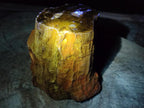 Polished One Side Large Dadoxylon Petrified Wood Tree Stump x 1 From Gokwe, Zimbabwe