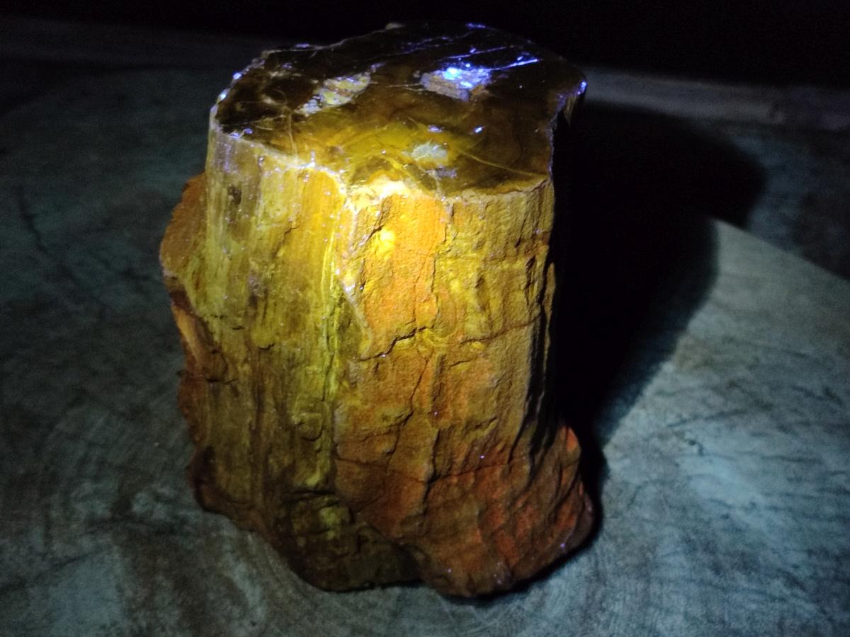 Polished One Side Large Dadoxylon Petrified Wood Tree Stump x 1 From Gokwe, Zimbabwe