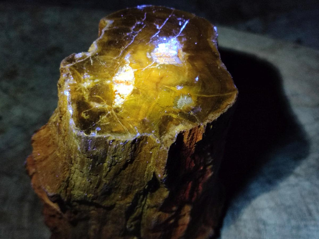 Polished One Side Large Dadoxylon Petrified Wood Tree Stump x 1 From Gokwe, Zimbabwe